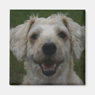 Mollywog de hondenmagneet magneet