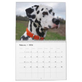 Molo Kalender (Feb 2026)