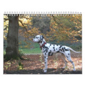 Molo Kalender (Hoes)