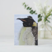 Molting Emperor Penguin Briefkaart (Staand voorkant)