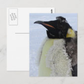Molting Emperor Penguin Briefkaart (Voorkant / Achterkant)