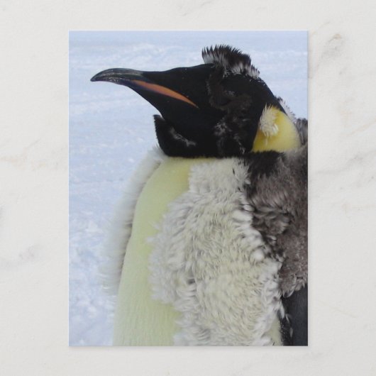 Molting Emperor Penguin Briefkaart (Voorkant)