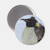 Molting Emperor Penguin Magneet (Voorkant / Achterkant)