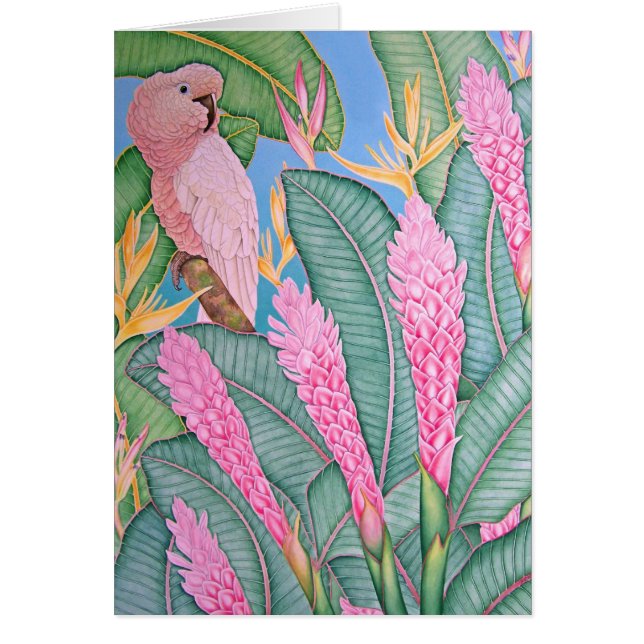 Moluccan Cockatau (Voorkant)