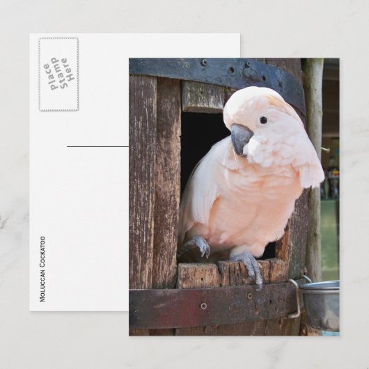 Moluccan Cockatau Briefkaart (Voorkant / Achterkant)