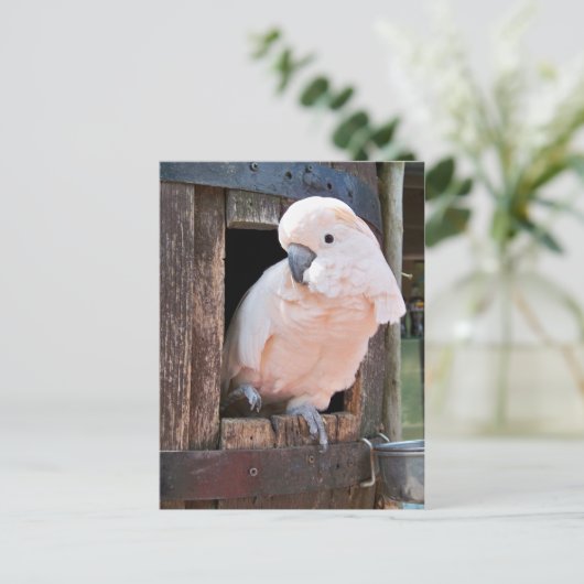 Moluccan Cockatau Briefkaart (Staand voorkant)