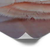 Moluccan Cockatau Poster (Hoek)