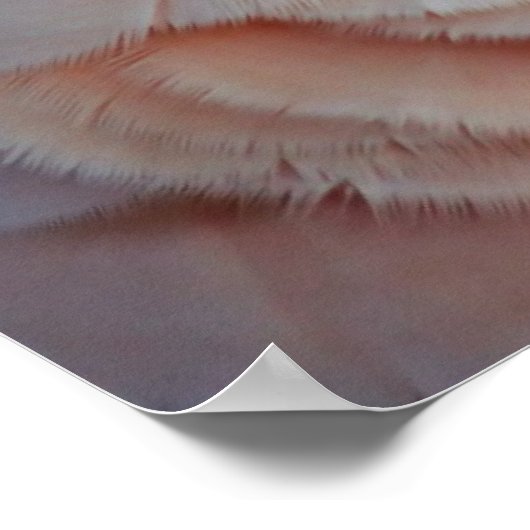 Moluccan Cockatau Poster (Hoek)