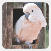 Moluccan Cockatau Vierkante Sticker (Voorkant)