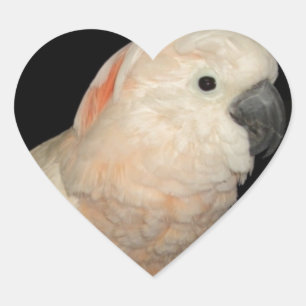 Moluccan Cockato Parrot-ontwerp Hart Sticker