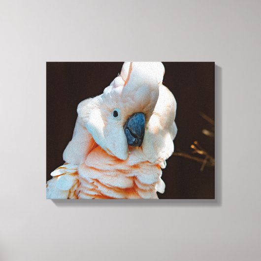 Molukse Kaketoe Canvas Afdruk (Voorkant)