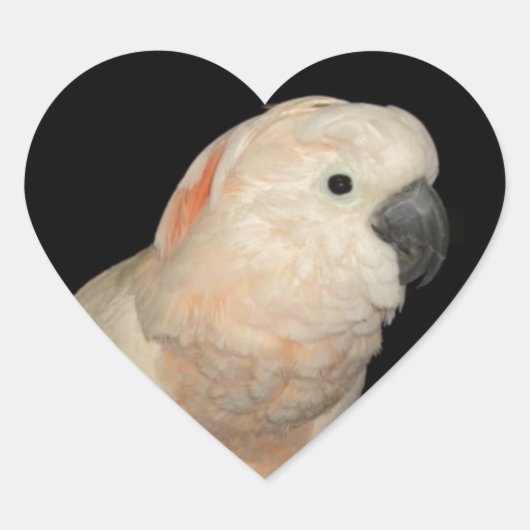 Molukse Kaketoe Liefde Valentijn Design Hart Sticker (Voorkant)