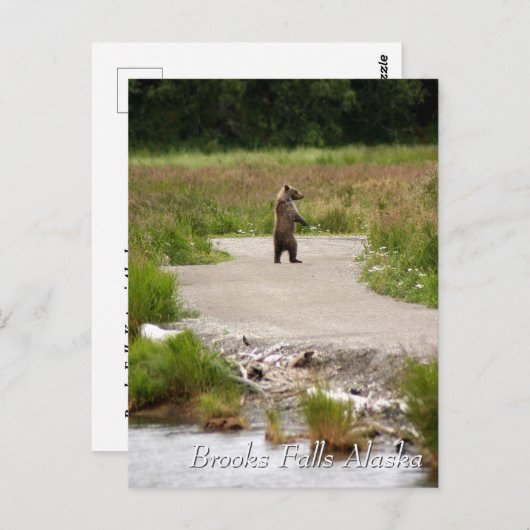 Mom!!  Brooks Falls Alaska  Briefkaart (Voorkant / Achterkant)