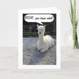 MOM-LLAMA TELLEN NIEMAND HEEFT EEN BETERE TWIN DAN KAART