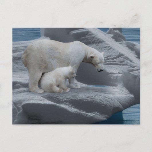 mom polar bear and baby briefkaart (Voorkant)