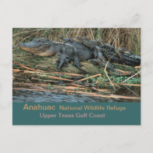 Moma'Gator Briefkaart