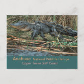 Moma'Gator Briefkaart (Voorkant)