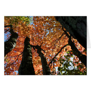 Moment van Herfst Zen