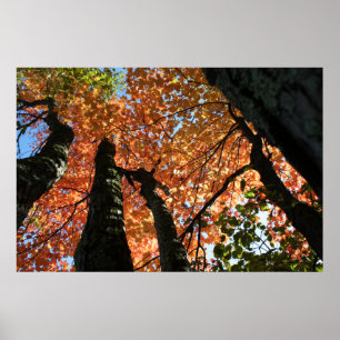 Moment van Herfst Zen Poster