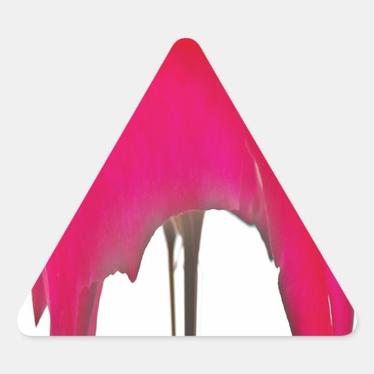 Moment vastgelegd: een rode rozenblaadje elegantie sticker (Voorkant)