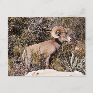 Momentaire pauze briefkaart