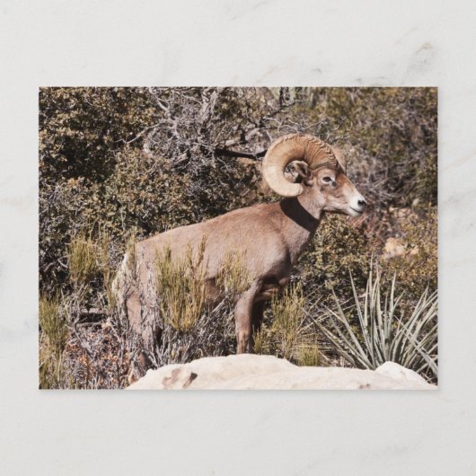 Momentaire pauze briefkaart (Voorkant)