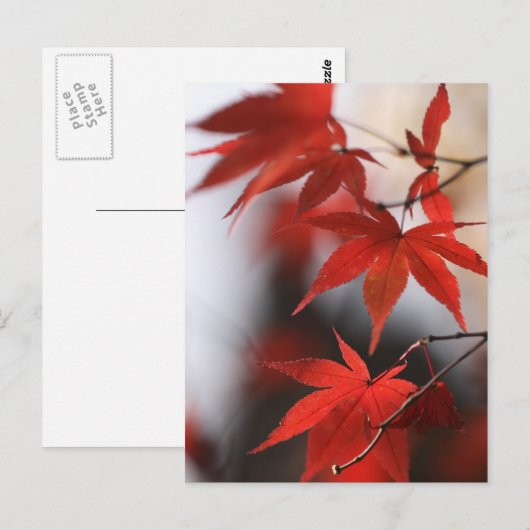 MOMIJI BRIEFKAART (Voorkant / Achterkant)