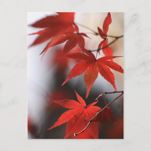 MOMIJI BRIEFKAART (Voorkant)
