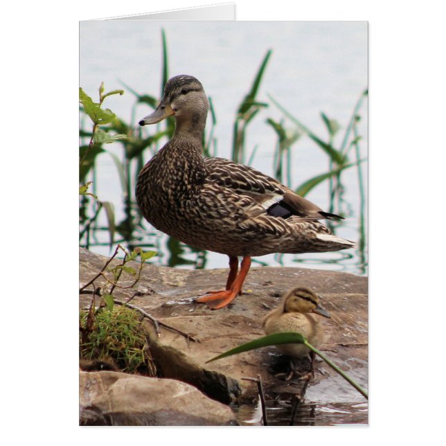 Momma & Baby 2 (Voorkant)