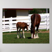 Momma-Baby Poster (Voorkant)