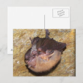 Momma Bat & Babies Briefkaart (Voorkant / Achterkant)