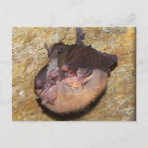 Momma Bat & Babies Briefkaart