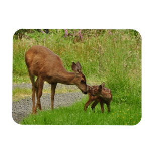 Momma Deer en haar Newborn Fawn Magneet