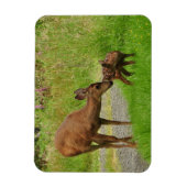 Momma Deer en haar Newborn Fawn Magneet (Verticaal)