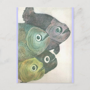 momma dont dans briefkaart