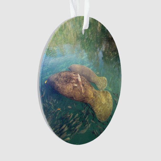 Momma en Baby Manatee - Acryl Ornament (voorkant)
