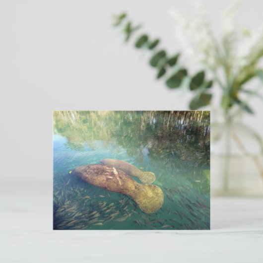 Momma en Baby Manatee Briefkaart (Staand voorkant)