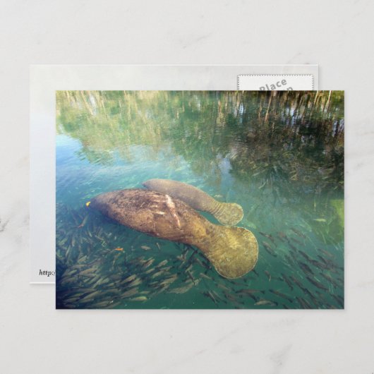 Momma en Baby Manatee Briefkaart (Voorkant / Achterkant)