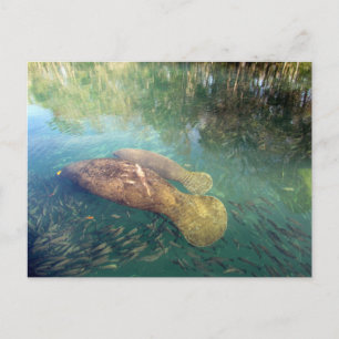 Momma en Baby Manatee Briefkaart