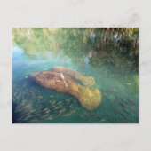 Momma en Baby Manatee Briefkaart (Voorkant)