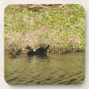 Momma Muscovy en Baby Ducks Cork Onderzetter