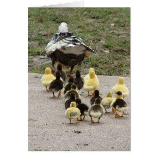 Momma Muscovy leidt haar slangen (Voorkant)