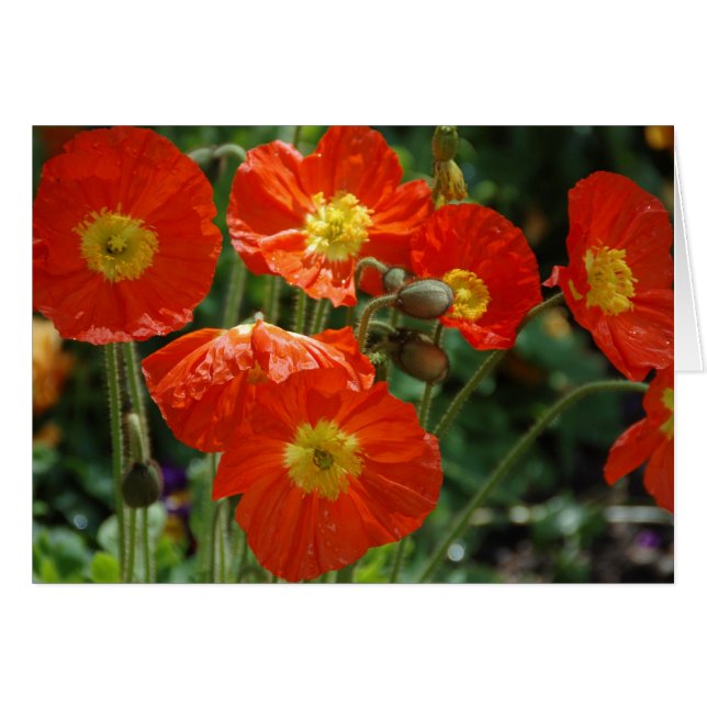 Mon Ame (Voorkant Horizontaal)