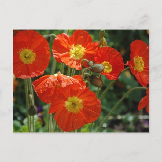 Mon Ame Briefkaart (Voorkant)