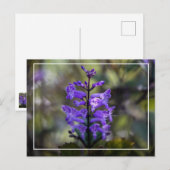 Mona Lavender Briefkaart (Voorkant / Achterkant)