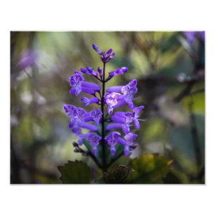 Mona Lavender Foto Afdruk