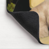 Mona Lisa - Seal Point Siamese kat Muismat (Hoek)