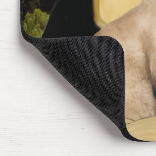 Mona Lisa - Seal Point Siamese kat Muismat (Hoek)