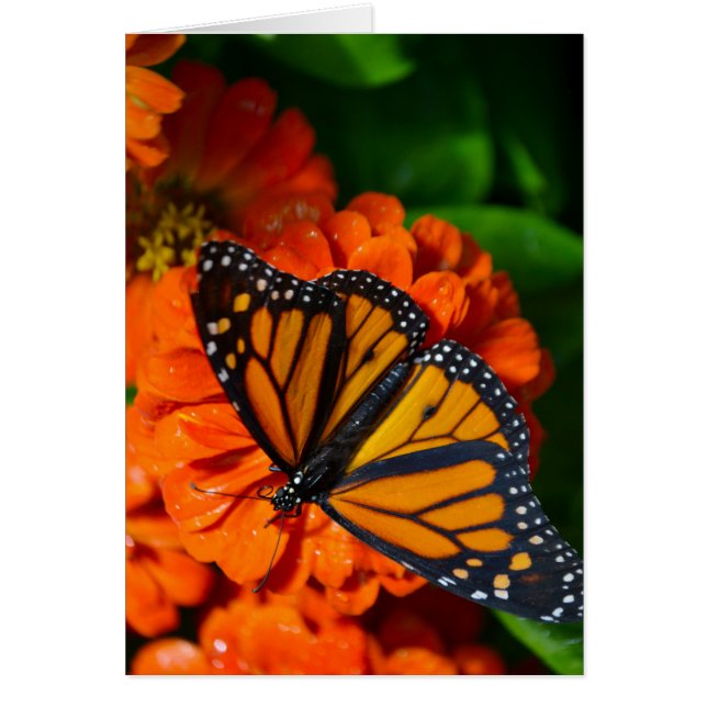 Monarch (Voorkant)