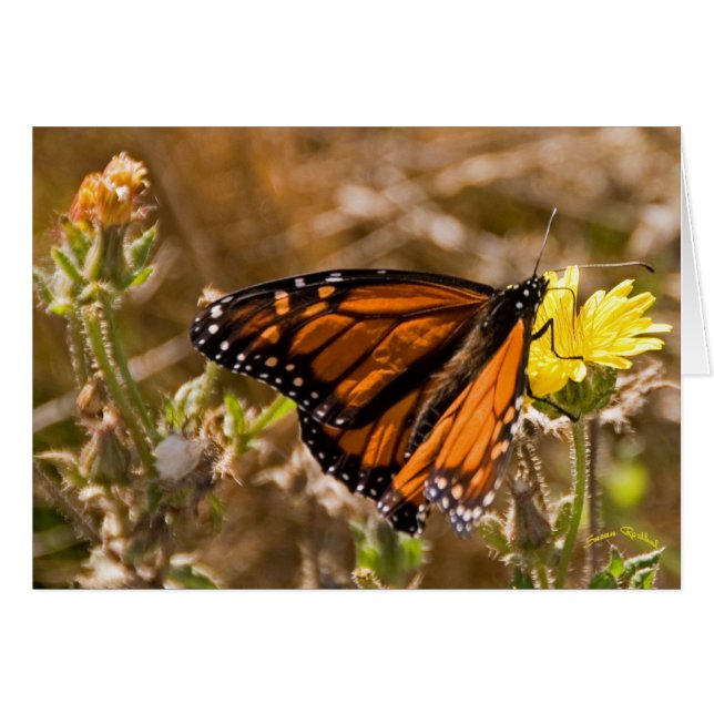 Monarch (Voorkant Horizontaal)